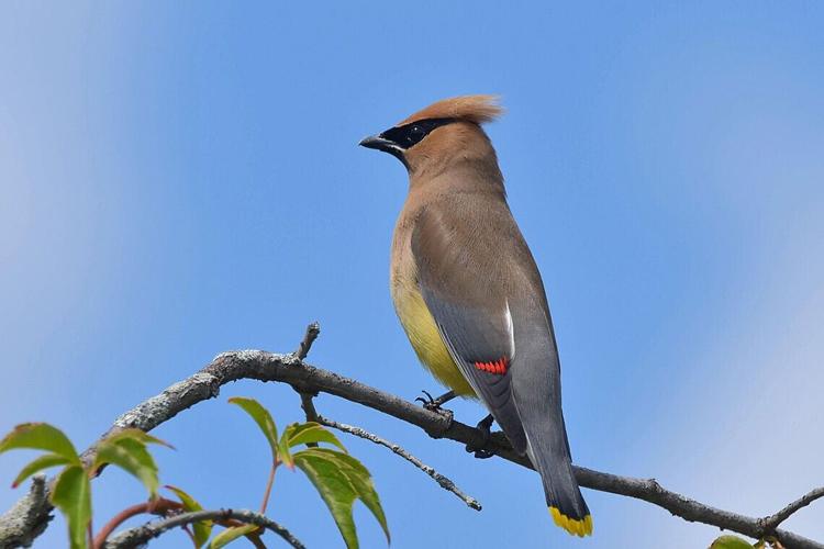 cedar-waxwing-6512875_1280.jpg