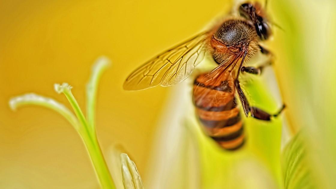 ‘Bee’ ready for insect stings | Wellness