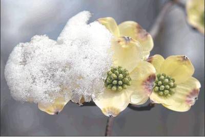 So Is This Dogwood Winter Or Redbud Winter Local News
