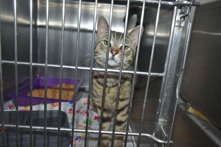 The Hawkins County Humane Society reaches capacity Pets