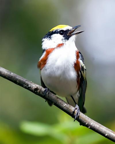 Warbler