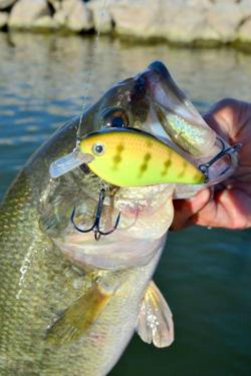 Current is a good thing for fishing on area TVA reservoirs