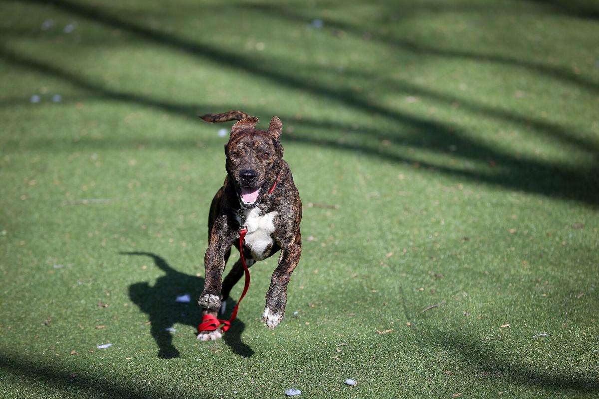 Dog And Cat Adoptions Are Still Booming As Pandemic Continues Pets Timesnews Net