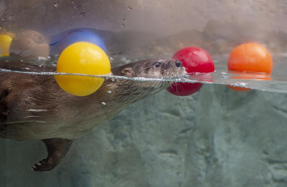 Tennessee Aquarium Offers Virtual Visits To Ease Boredom Of Social