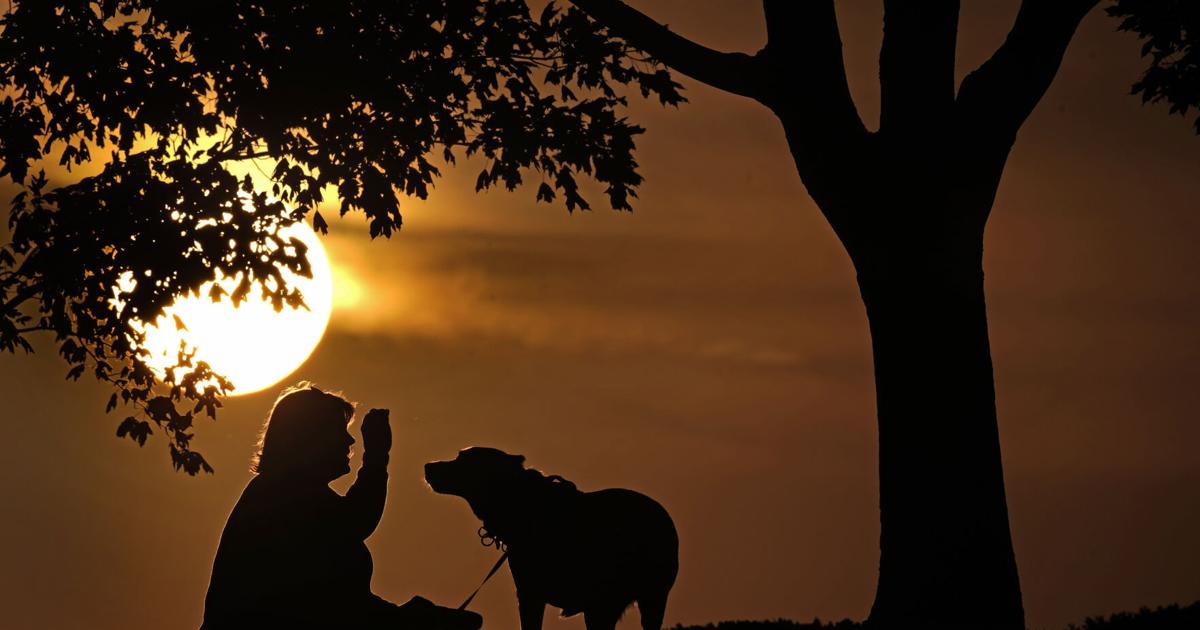 Pet insurance plan can assist preserve prices for your furbaby in verify | Animals Pet insurance plan can assist preserve prices for your furbaby in verify | Animals