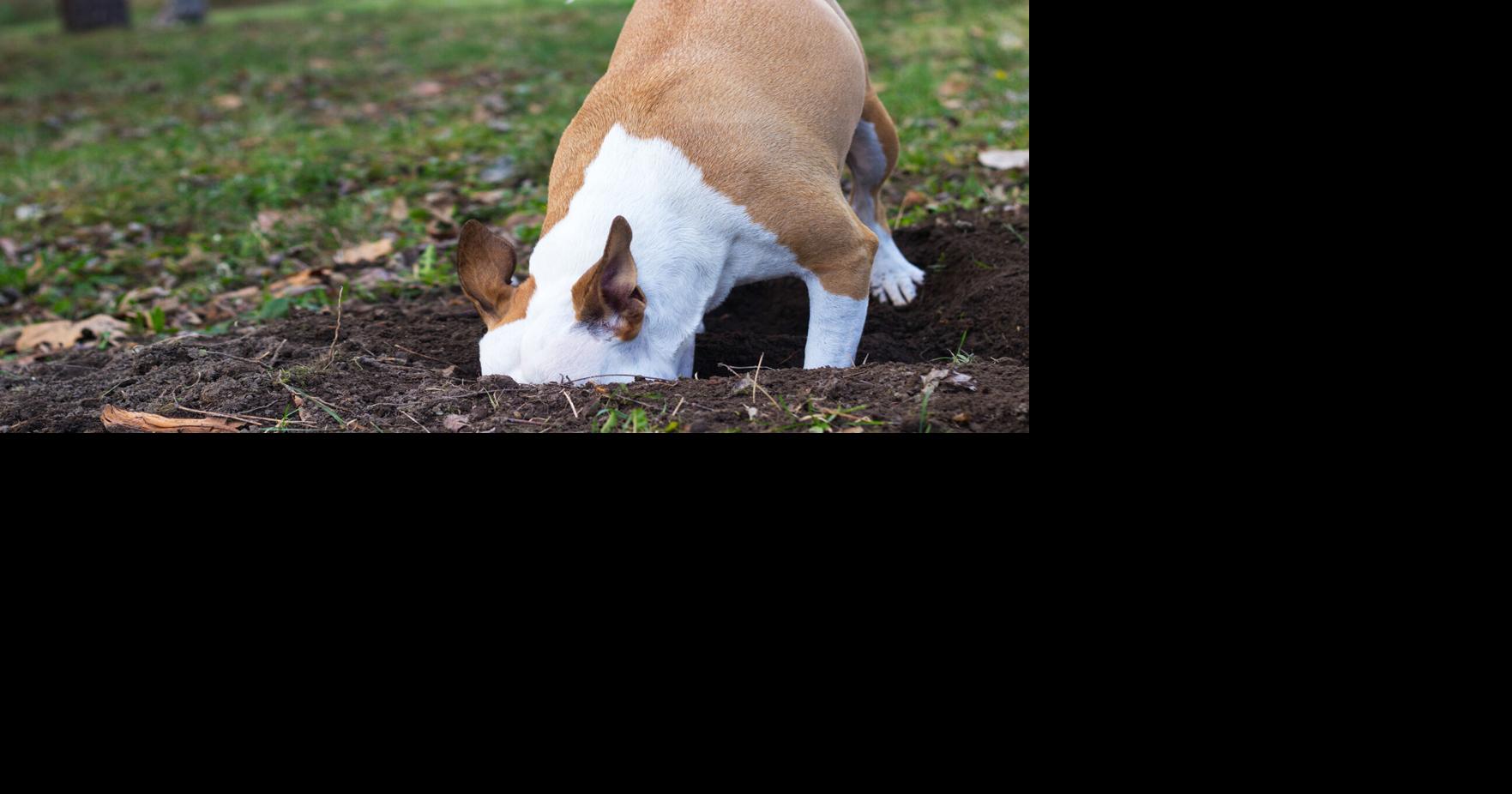 Why is my dog eating dirt? Pets