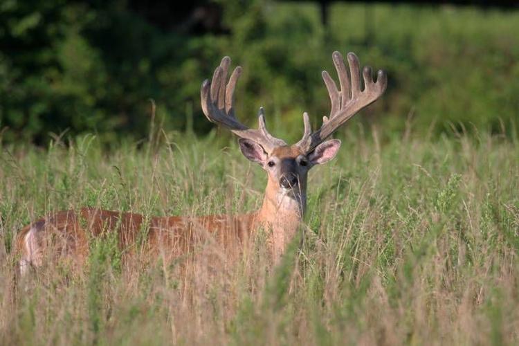 Holston Army Ammunition Plant announces deer hunts Local News