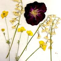 Southwest Virginia Museum offers Pressed Flower Workshop for May