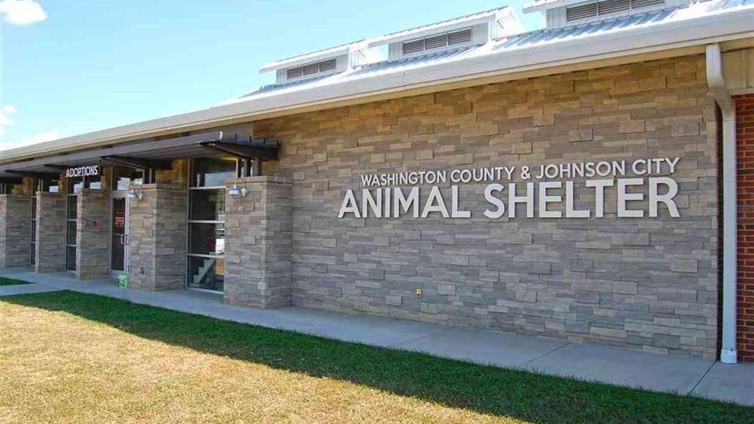 Cat Found Bound Stabbed To Death In Funeral Home Parking Lot Timesnews Net Cat Found Bound Stabbed To Death In Funeral Home Parking Lot Timesnews Net