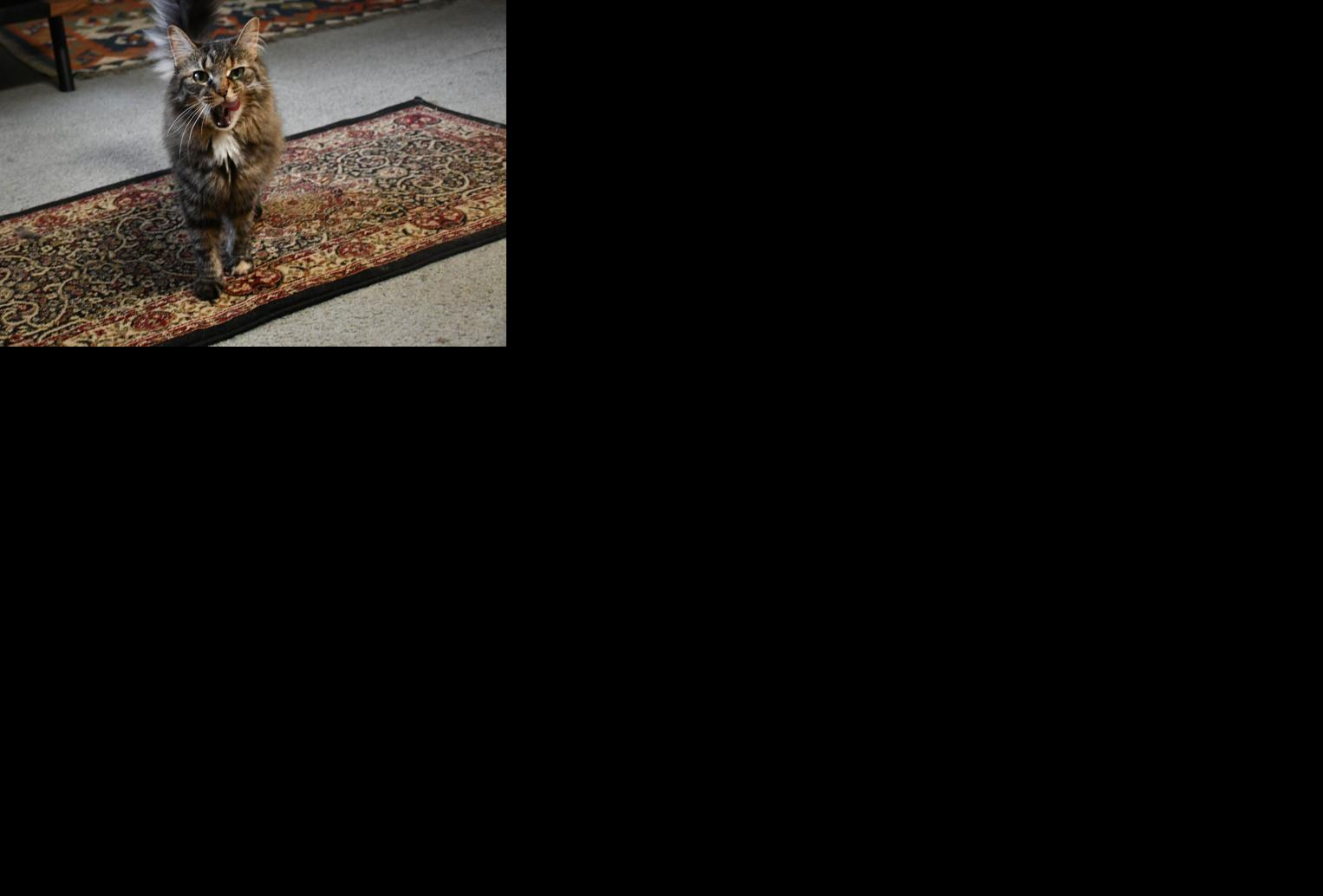 Column: Dealing with separation anxiety in cats after years of remote work