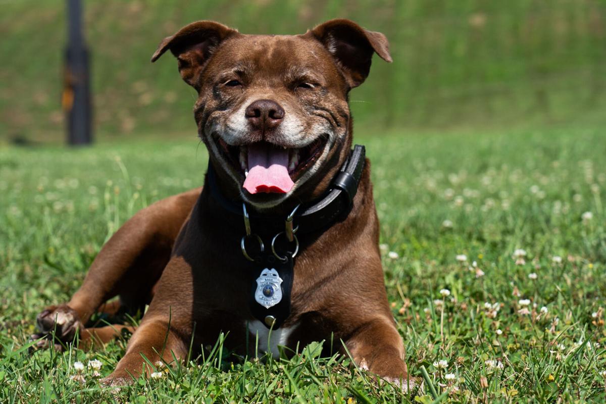 once a rescue dog this pit bull mix is