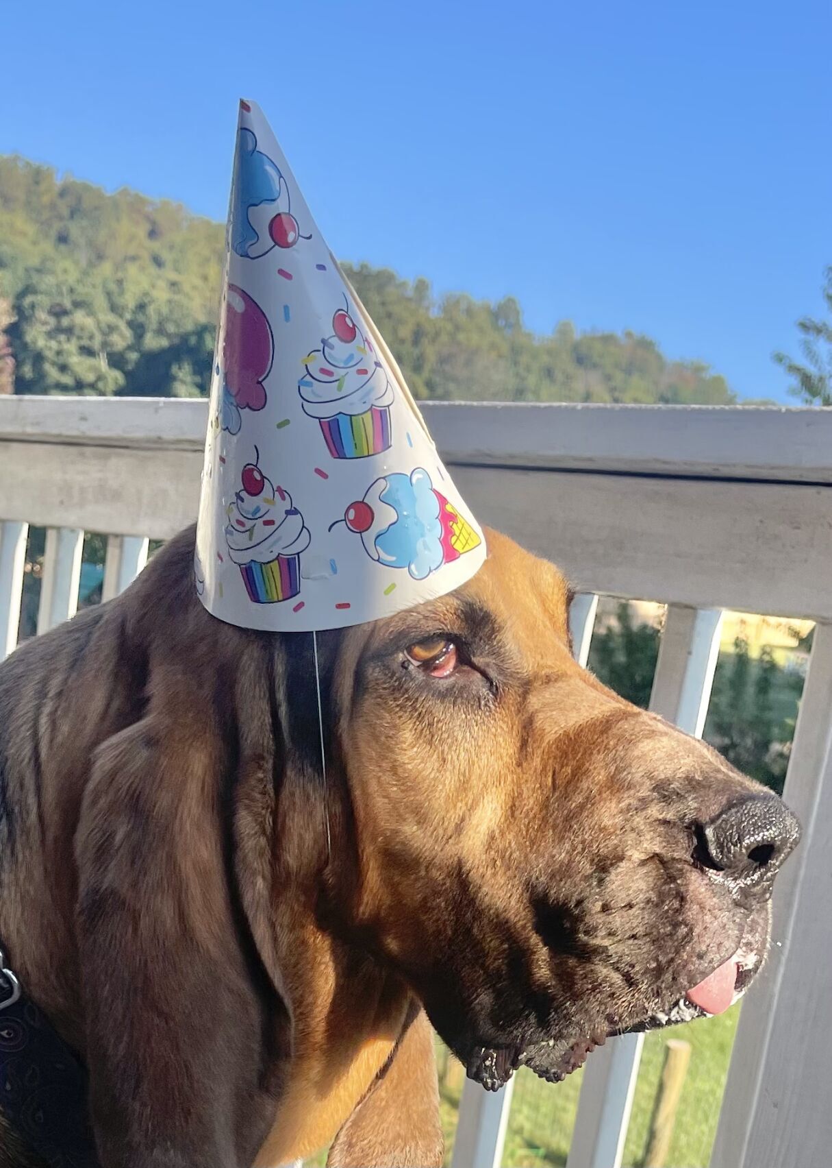 Still rambunctious, Daisy Duke turns six | Pets | timesnews.net