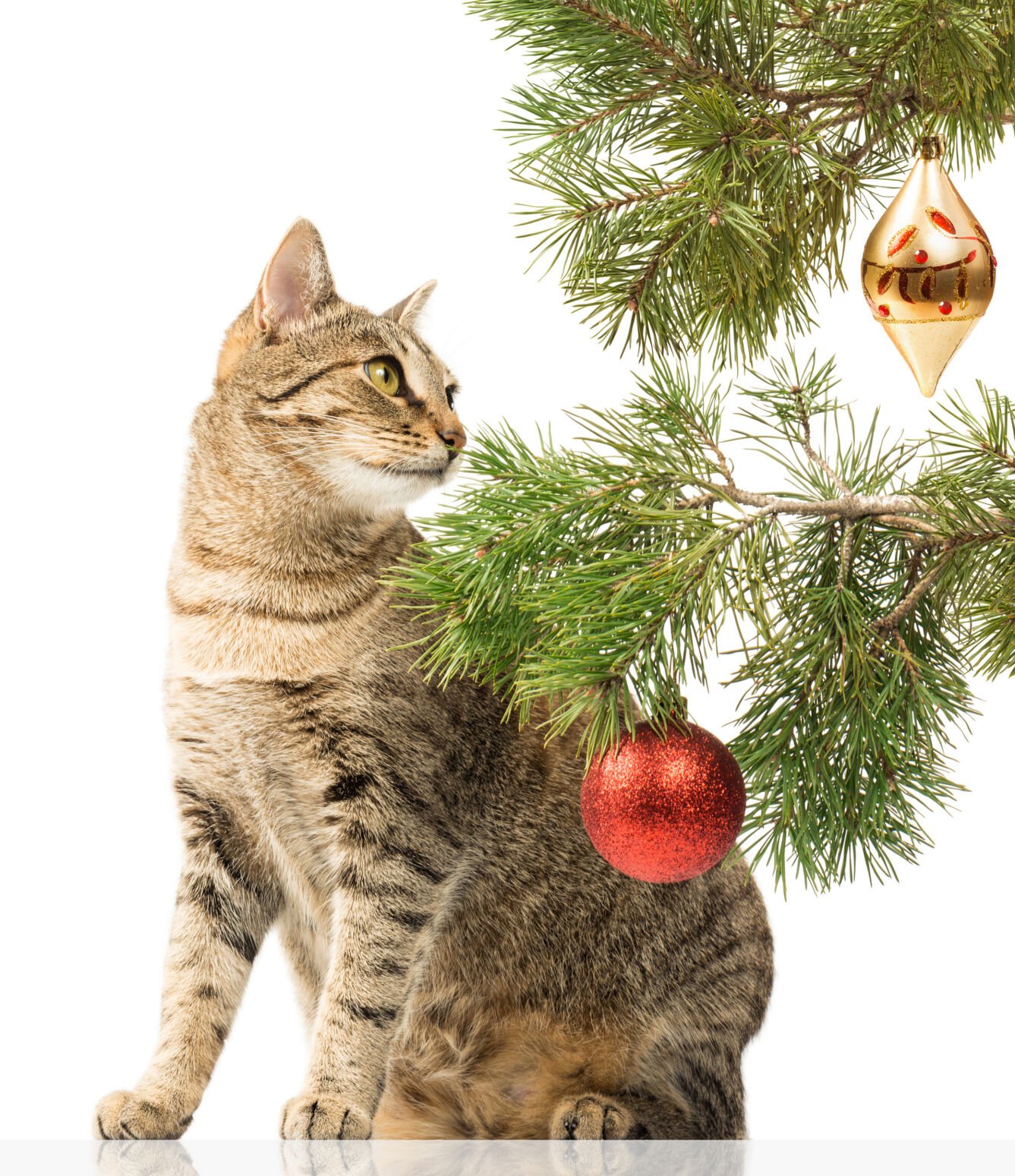 Cat destroy christmas tree best sale