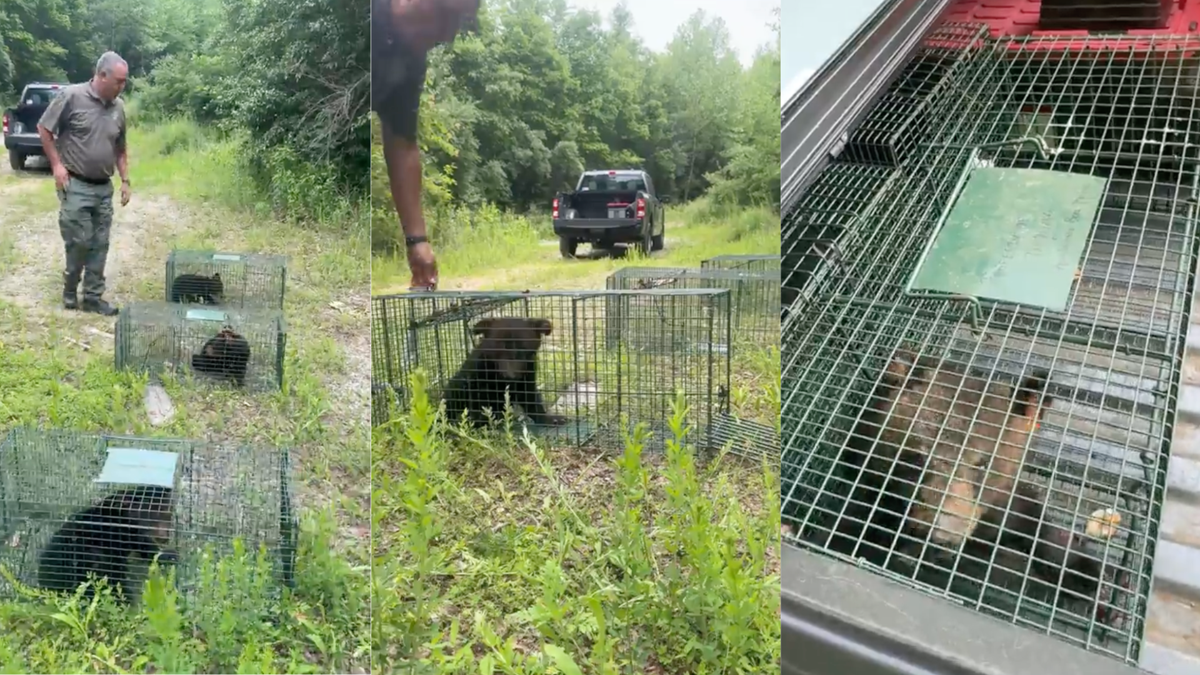 Black Bear Terrorizes Sevierville Home: Twra Forced To Take Action - sryp78o