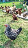 The Rooster War so far: Rambo 0, Rooster 1
