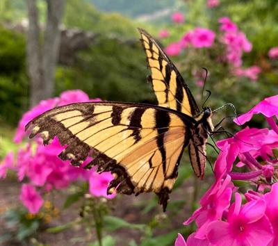 NATIONAL LEARN ABOUT BUTTERFLIES DAY - March 14 - National Day