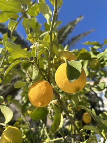 051525LemonsonTree