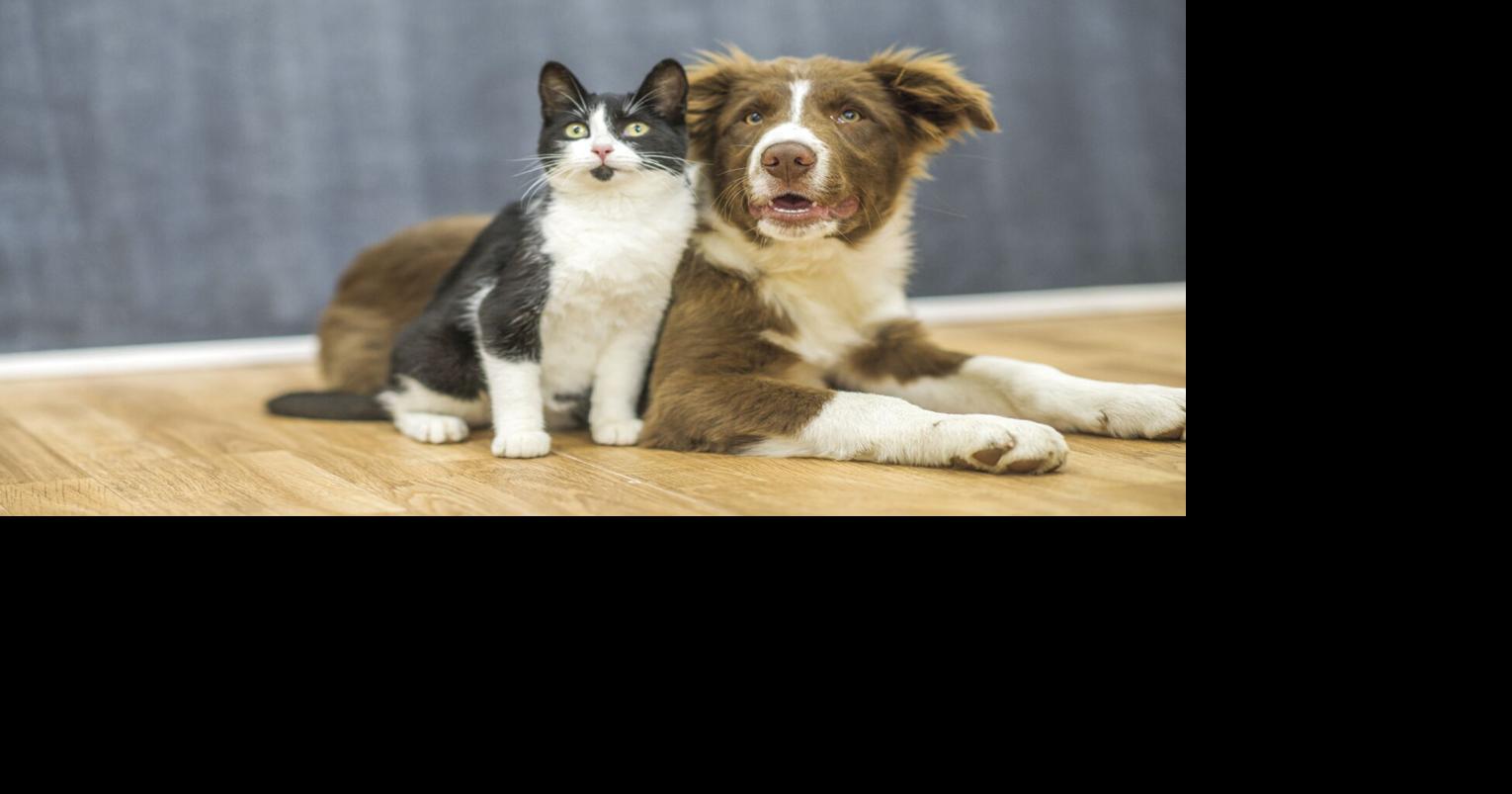 How to just take much better treatment of your pet this new yr | Animals