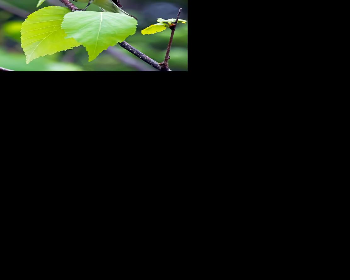 Blackburnian