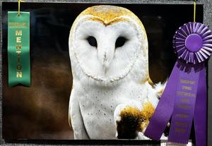 Kingsport Spring Spectacular Photography Contest announces 2024 winners