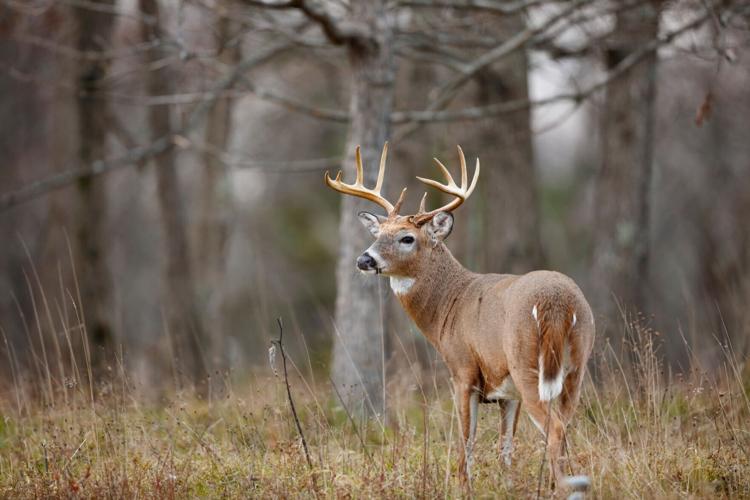 ETSU reseaerchers discover ancient deer fossils