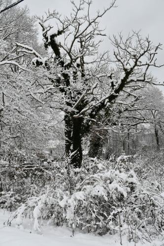 Winterized trees