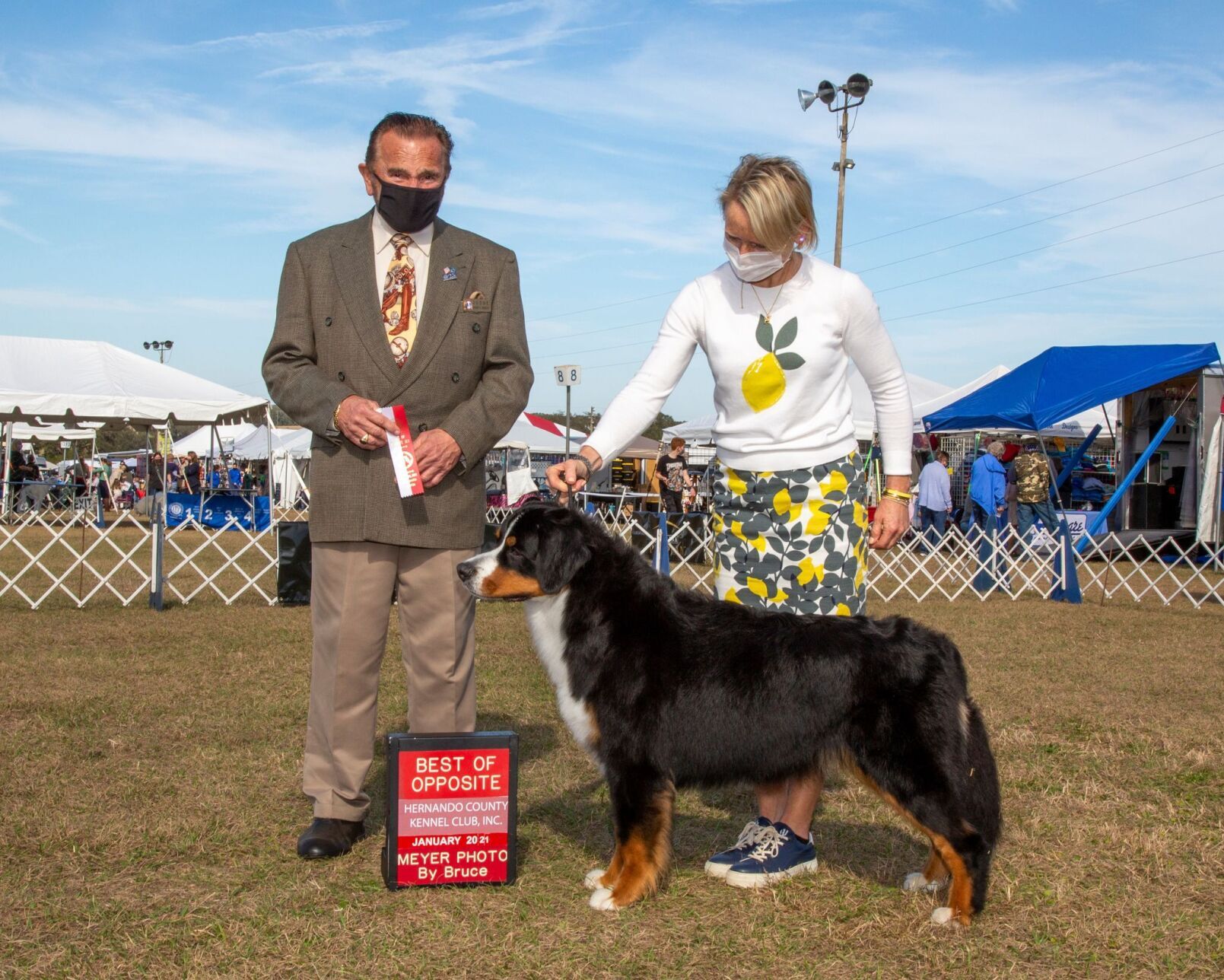 Westminster dog store show bernese mountain