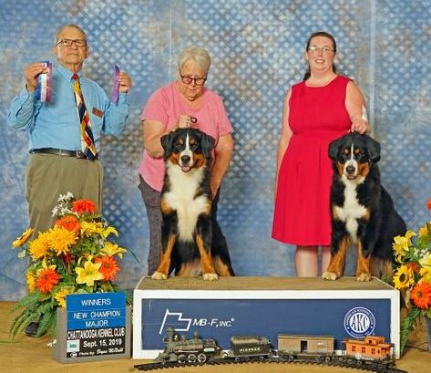 Westminster bernese clearance mountain dog