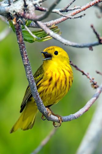 Yellow Warbler
