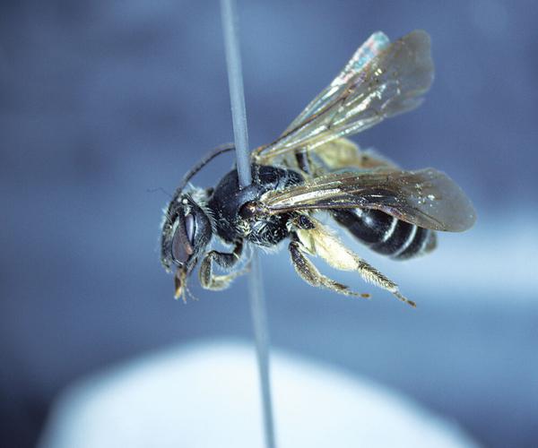 Extremely Rare Native Bee Discovered In Webster Groves | Webster ...