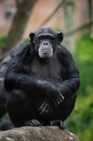 Saint Louis Zoo Chimpanzee Pregnant