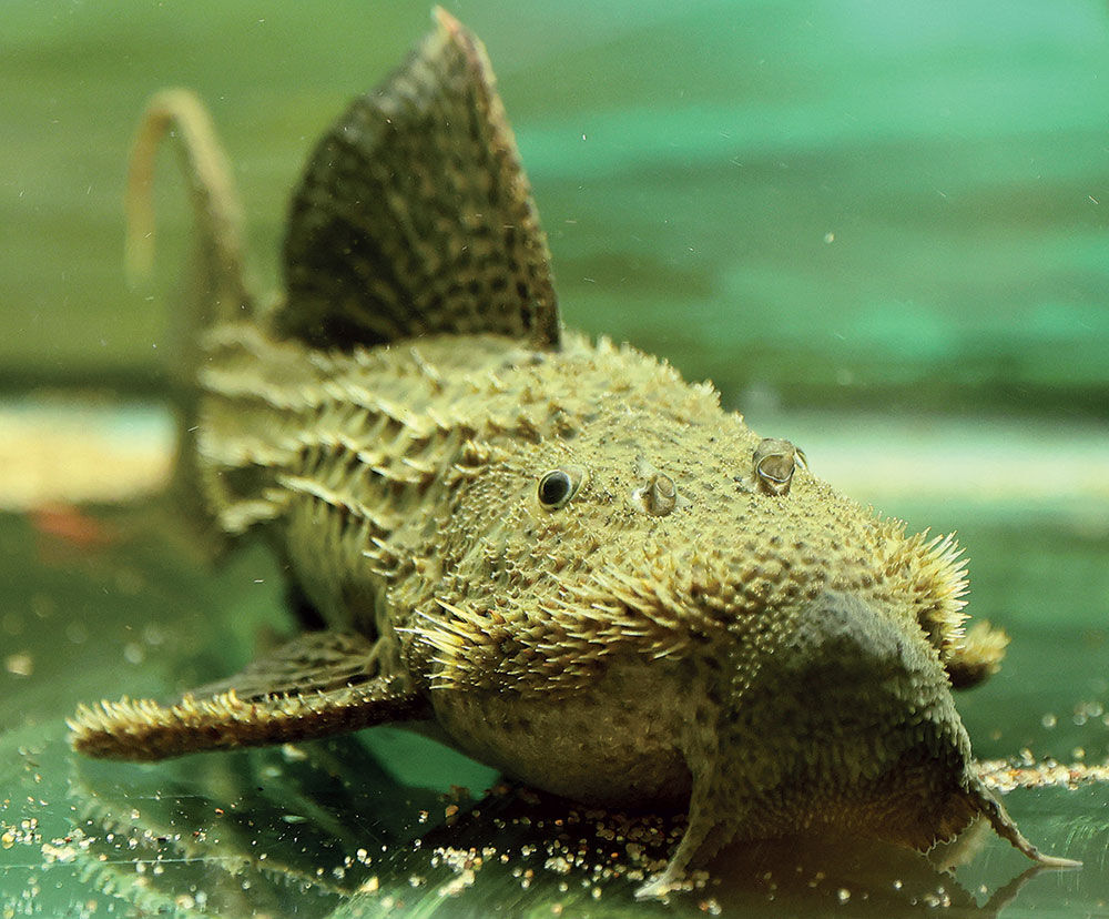 Corys & Loris | Webster Kirkwood Times | timesnewspapers.com