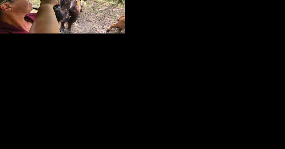 Klondike Bison & Bee - Vimarsana News