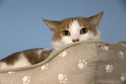 Crestwood Animal Shelter Stanley