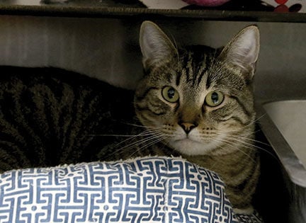 Crestwood Animal Shelter Cypress
