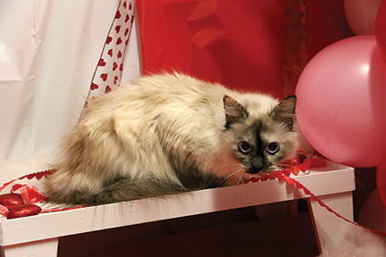 Crestwood Animal Shelter Jynx