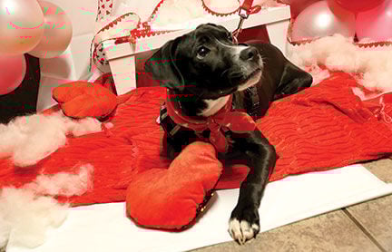 Crestwood Animal Shelter Louie