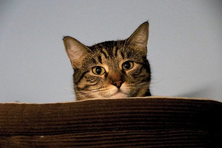 Crestwood Animal Shelter Maple