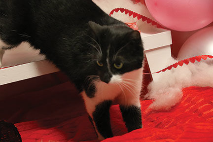 Crestwood Animal Shelter Sparkles