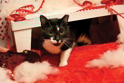 Crestwood Animal Shelterr Sylvester