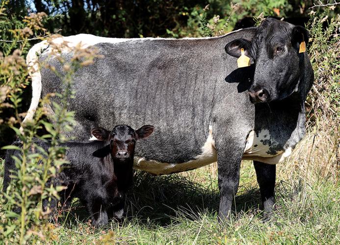 Three Spring Farms | Webster Kirkwood Times | timesnewspapers.com