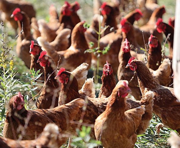 Three Spring Farms | Webster Kirkwood Times | timesnewspapers.com