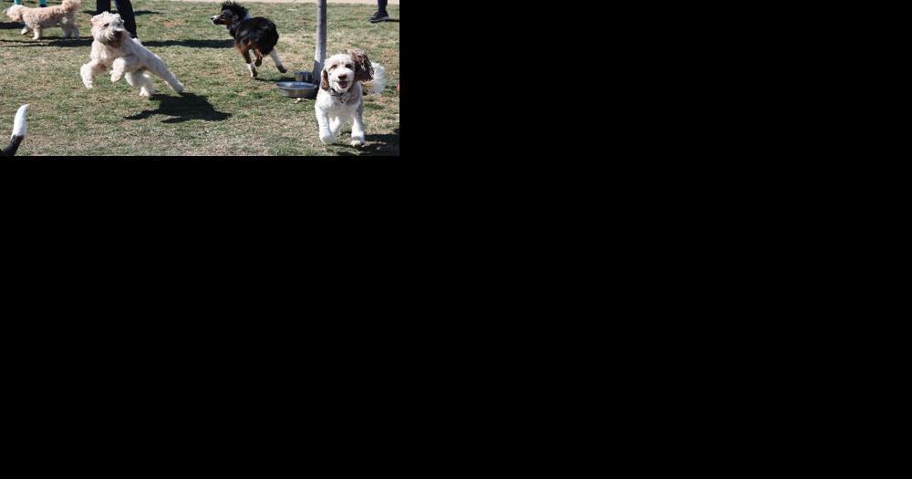 Pups Off The Leash - Vimarsana News