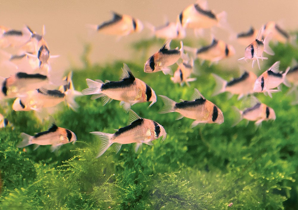 Corys & Loris | Webster Kirkwood Times | timesnewspapers.com