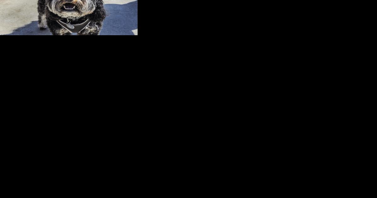 2022 Annual Dog Easter Egg Hunt - Vimarsana News