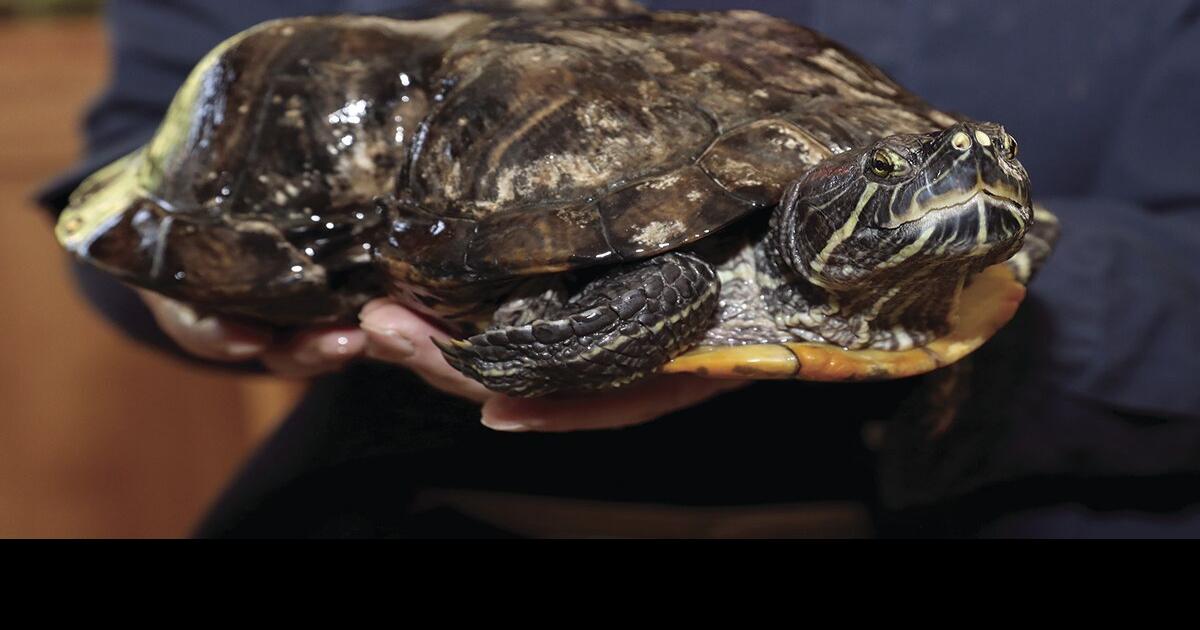 Peanut The Turtle “Shell-ebrates” 38th Birthday | Webster Kirkwood ...