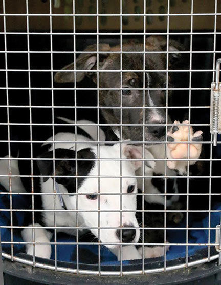Bootheel Paws Express 5