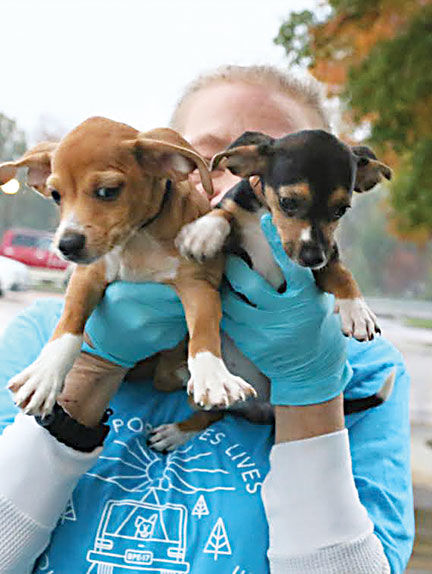 Bootheel Paws Express 8