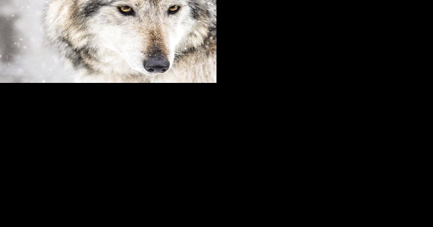 POETRY IN THE WOODS - Vimarsana News