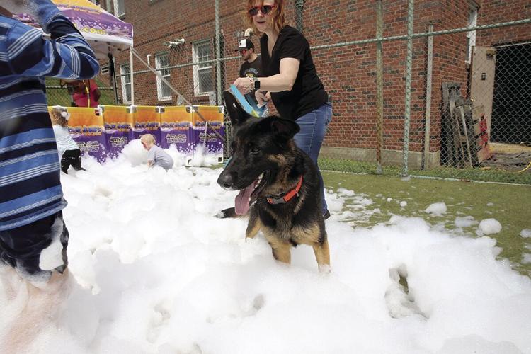Firehouse Hounds Adoption Event ster Kirkwood Times
